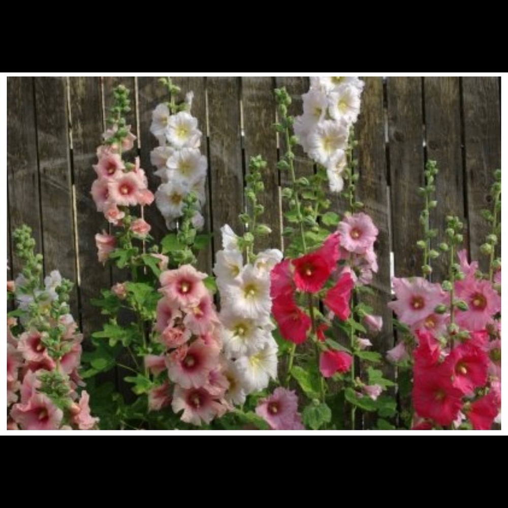 Hollyhock flower mixColor seeds